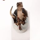 Jurassic Park Replica Bust Velociraptor Hatching Egg 24 cm